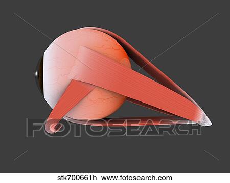 Drawing - Conceptual image of human eye anatomy.. Fotosearch