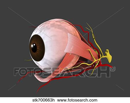 Conceptual image of human eye anatomy. View Large Illustration Drawing - Conceptual image of human eye anatomy.. Fotosearch
