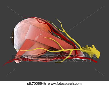 Conceptual image of human eye anatomy. View Large Illustration Drawing - Conceptual image of human eye anatomy.. Fotosearch