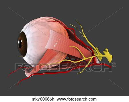 Conceptual image of human eye anatomy. View Large Illustration Drawing - Conceptual image of human eye anatomy.. Fotosearch