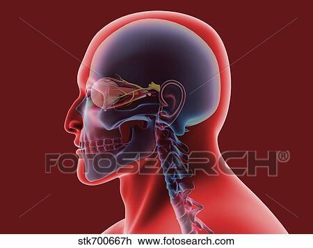 Drawing - Conceptual image of human eye and skull.. Fotosearch