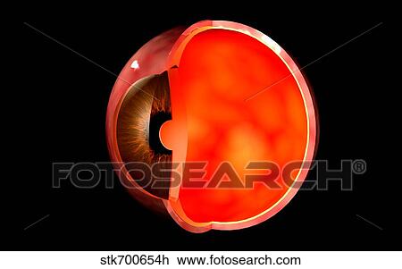 Conceptual image of human eye cross section. View Large Illustration Drawing - Conceptual image of human eye cross section.. Fotosearch
