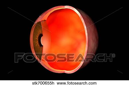 Conceptual image of human eye cross section. View Large Illustration Drawing - Conceptual image of human eye cross section.. Fotosearch
