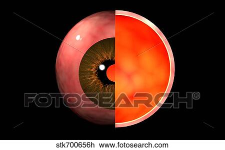 Conceptual image of human eye cross section. View Large Illustration Drawing - Conceptual image of human eye cross section.. Fotosearch