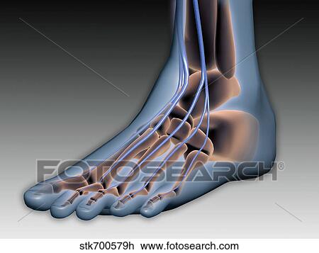 Conceptual image of human foot with nervous system. View Large Illustration Drawing - Conceptual image of human foot with nervous system.. Fotosearch