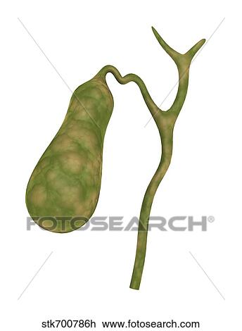 Drawing - Conceptual image of human gall bladder.. Fotosearch