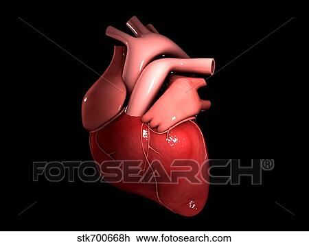Drawing - Conceptual image of human heart.. Fotosearch