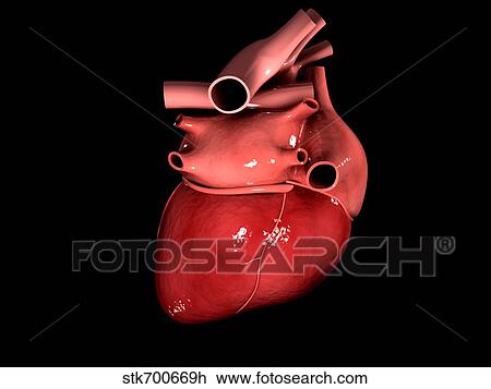 Drawing - Conceptual image of human heart.. Fotosearch