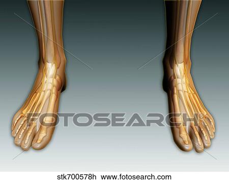 Conceptual image of human legs and feet with nervous system. View Large Illustration Drawing - Conceptual image of human legs and feet with nervous system.. Fotosearch