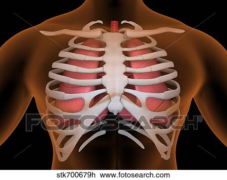 Drawing - Conceptual image of human lungs and rib cage.. Fotosearch