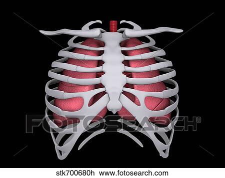 Conceptual image of human lungs and rib cage. View Large Illustration Drawing - Conceptual image of human lungs and rib cage.. Fotosearch