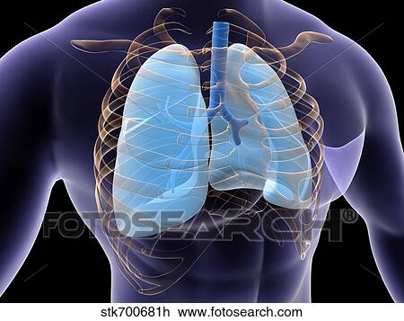 Conceptual image of human lungs and rib cage. View Large Illustration Drawing - Conceptual image of human lungs and rib cage.. Fotosearch