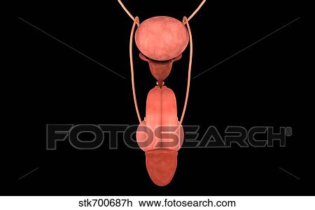 Drawing - Conceptual image of human male reproductive organs.. Fotosearch