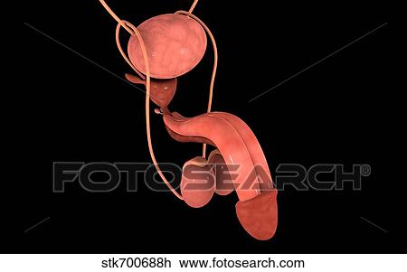 Conceptual image of human male reproductive organs. View Large Illustration Drawing - Conceptual image of human male reproductive organs.. Fotosearch