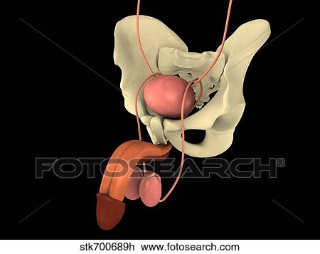 Drawing - Conceptual image of human male reproductive organs.. Fotosearch