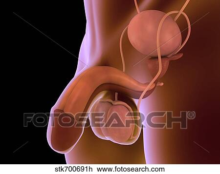 Drawing - Conceptual image of human male reproductive organs.. Fotosearch