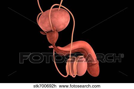 Drawing - Conceptual image of human male reproductive organs.. Fotosearch