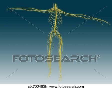 Conceptual image of human nervous system. View Large Illustration Drawing - Conceptual image of human nervous system.. Fotosearch