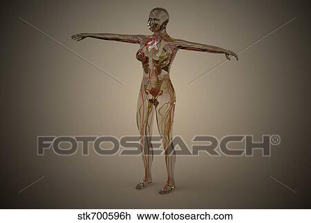Conceptual image of human nervous system. View Large Illustration Drawing - Conceptual image of human nervous system.. Fotosearch