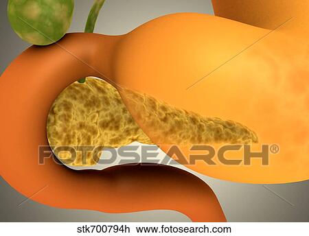 Drawing - Conceptual image of human pancreas and stomach.. Fotosearch