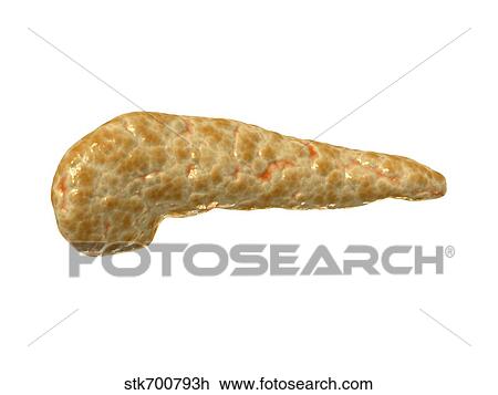 Drawing - Conceptual image of human pancreas.. Fotosearch