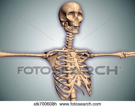Conceptual image of human rib cage and spinal cord with skull. View Large Illustration Drawing - Conceptual image of human rib cage and spinal cord with skull.. Fotosearch