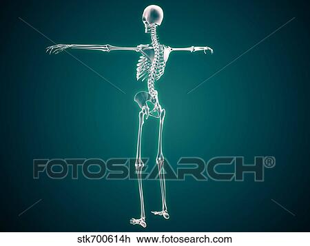 Conceptual image of human skeletal system. View Large Illustration Drawing - Conceptual image of human skeletal system.. Fotosearch