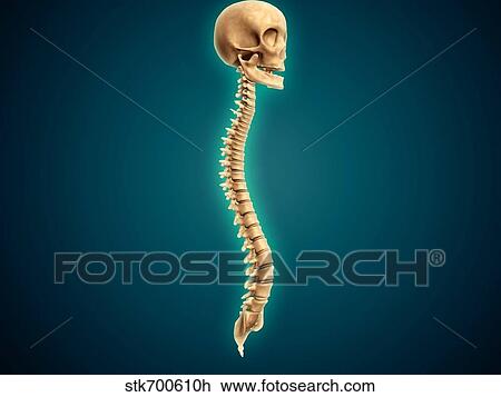 Conceptual image of human skull and spinal cord. View Large Illustration Drawing - Conceptual image of human skull and spinal cord.. Fotosearch