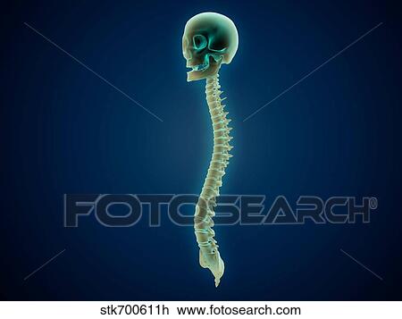 Drawing - Conceptual image of human skull and spinal cord.. Fotosearch