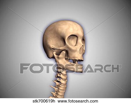 Conceptual image of human skull and spinal cord. View Large Illustration Drawing - Conceptual image of human skull and spinal cord.. Fotosearch