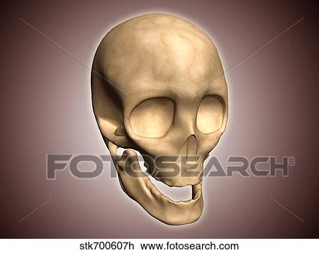 Drawing - Conceptual image of human skull, perspective view.. Fotosearch