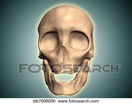 Drawing - Conceptual image of human skull, front view.. Fotosearch