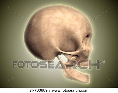 Conceptual image of human skull, side view. View Large Illustration Drawing - Conceptual image of human skull, side view.. Fotosearch