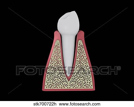 Drawing - Conceptual image of human tooth.. Fotosearch