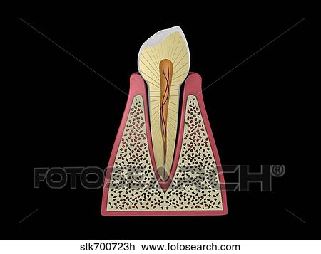 Drawing - Conceptual image of human tooth.. Fotosearch