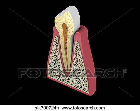 Drawing - Conceptual image of human tooth.. Fotosearch