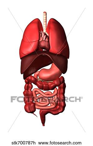 Drawing - Conceptual image of internal organs of the respiratory and digestive systems.. Fotosearch