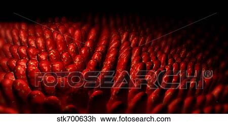 Conceptual image of intestinal villi. View Large Illustration Drawing - Conceptual image of intestinal villi.. Fotosearch