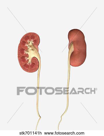 Conceptual image of kidneys showing renal pelvis and ureter. View Large Illustration Drawing - Conceptual image of kidneys showing renal pelvis and ureter.. Fotosearch