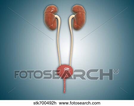 Drawing - Conceptual image of kidneys with ureter.. Fotosearch