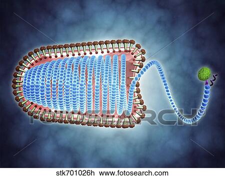 Drawing - Conceptual image of lyssavirus.. Fotosearch
