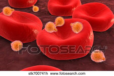 Drawing - Conceptual image of malaria parasites within red blood cells.. Fotosearch
