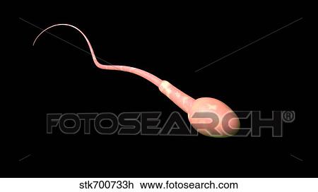 Drawing - Conceptual image of male sperm.. Fotosearch