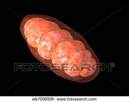 Conceptual image of mitochondria. View Large Illustration Drawing - Conceptual image of mitochondria.. Fotosearch