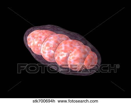 Drawing - Conceptual image of mitochondria.. Fotosearch