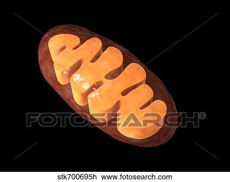 Drawing - Conceptual image of mitochondria.. Fotosearch