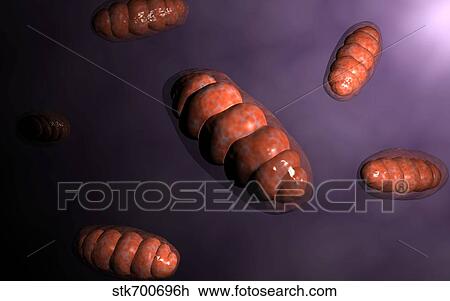 Conceptual image of mitochondria. View Large Illustration Drawing - Conceptual image of mitochondria.. Fotosearch
