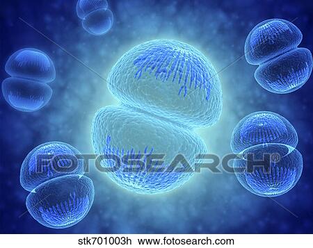 Conceptual image of mitosis. View Large Illustration Drawing - Conceptual image of mitosis.. Fotosearch