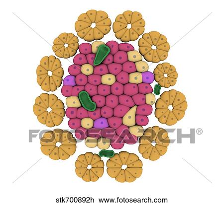 Drawing - Conceptual image of pancreatic islet of Langerhans.. Fotosearch
