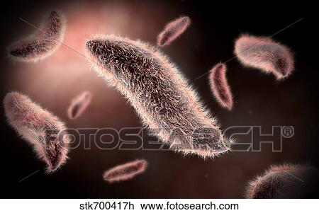 Conceptual image of paramecium. View Large Illustration Drawing - Conceptual image of paramecium.. Fotosearch